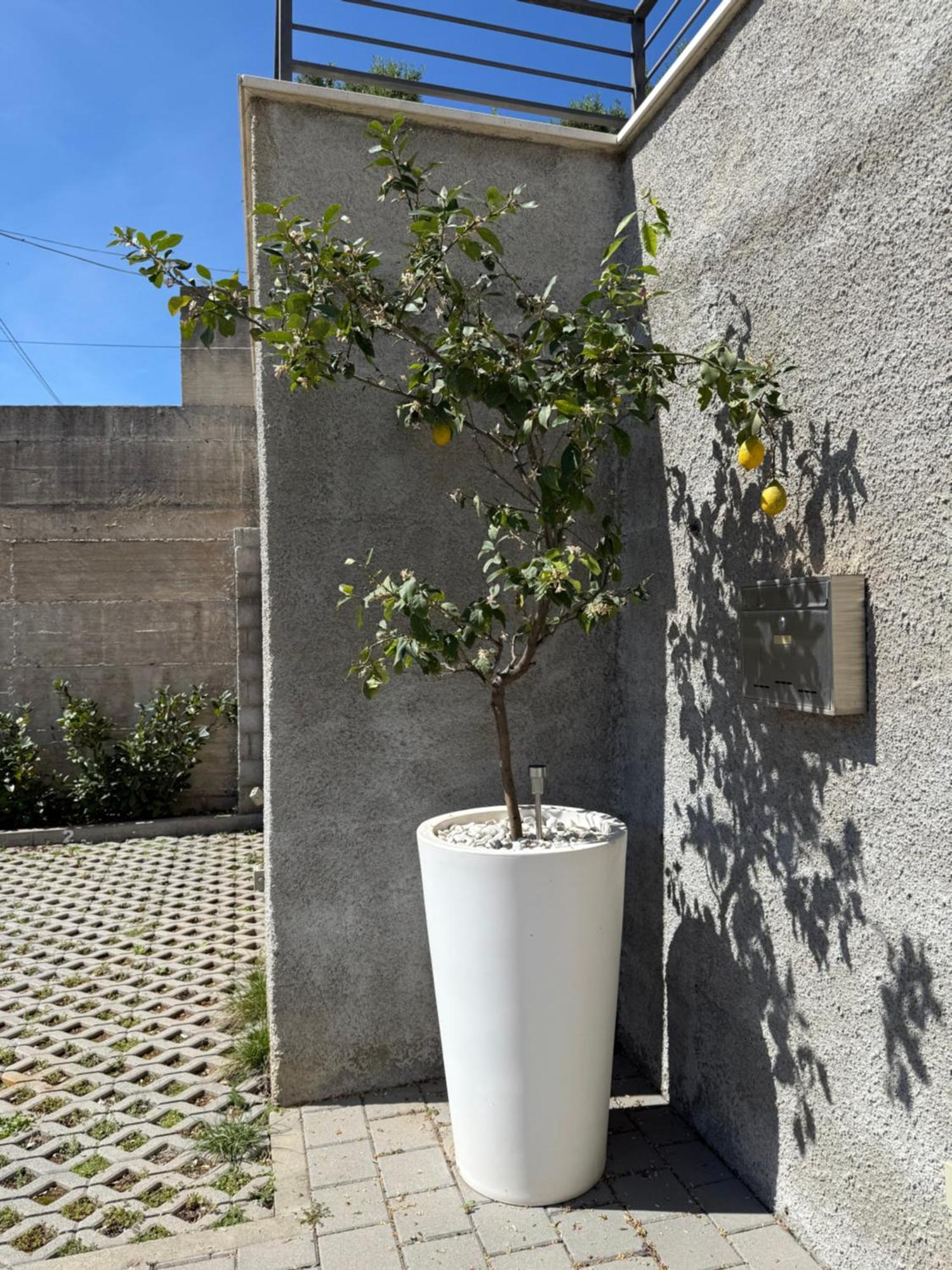 Lemon Tree Dubrovnik Apartments Экстерьер фото